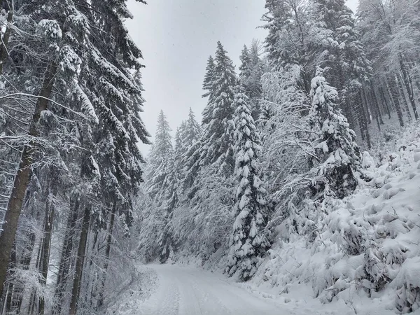 Árboles Nieve Durante Invierno Profundo Países Bajos — Foto de Stock