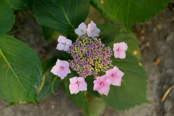 Flores Bonitas Jardim Fundo Close — Fotografia de Stock