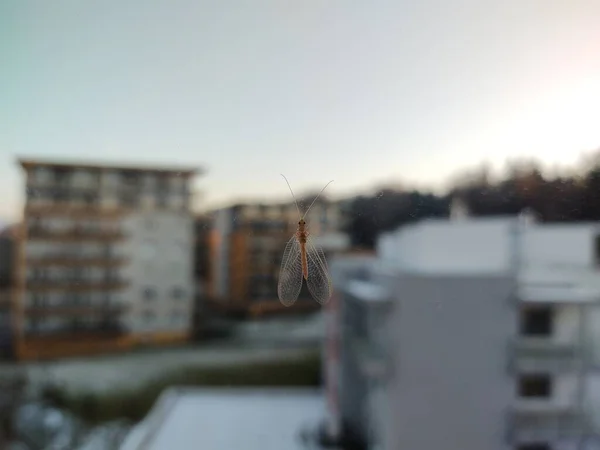 Pequeño Insecto Sentado Cristal Ventana Con Edificios Segundo Plano — Foto de Stock