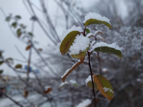 Зимова Природа Вкрита Снігом — стокове фото
