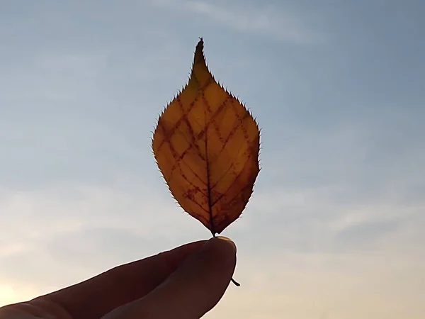 Ellerim Gökyüzünde Bir Yaprak Tutuyor — Stok fotoğraf