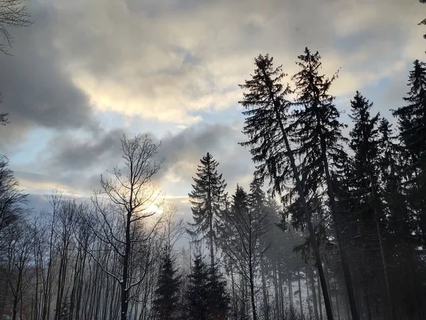 Дерева Снігу Під Час Глибокої Зими Словаччина — стокове фото
