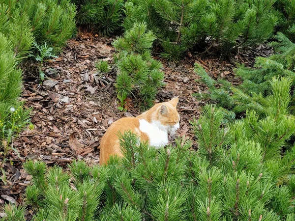 Lindo Gatito Aire Libre Parque — Foto de Stock