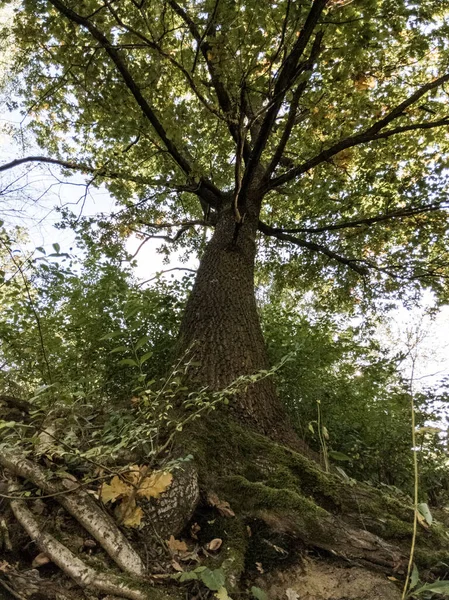 Árboles Verdes Bosque Tiro Día —  Fotos de Stock