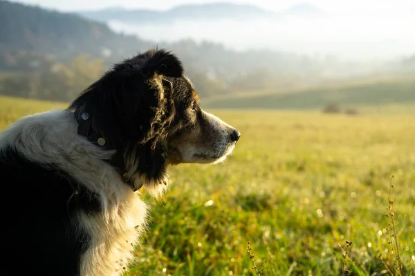 斯洛伐克草原上的小猎犬 — 图库照片