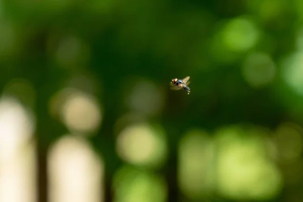 Lebah Dengan Latar Belakang Alami Slowakia — Stok Foto
