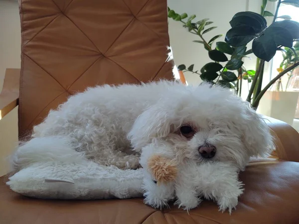 Portret Van Witte Kleine Hond Thuis — Stockfoto