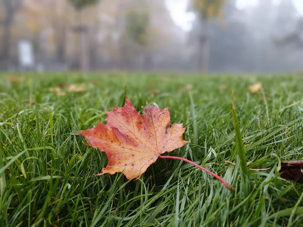 Herfstblad Groen Gras Slowakije — Stockfoto