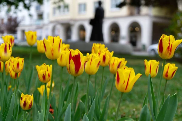 Vackra Blommor Närbild Skott — Stockfoto