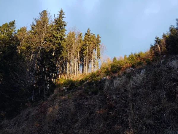 Magic trees in the forest during sunny day. Slovakia