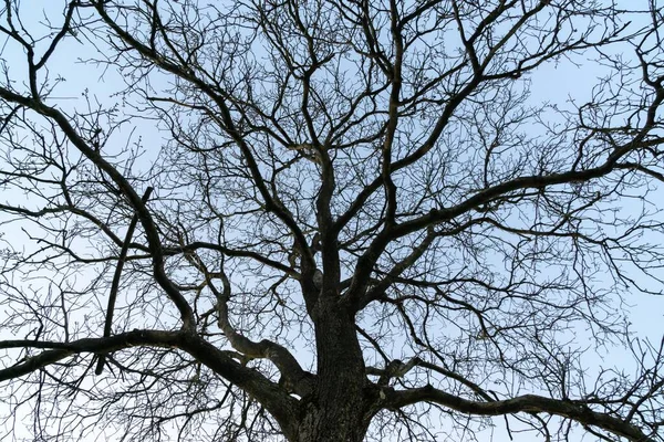 나무들 슬로바키아 — 스톡 사진