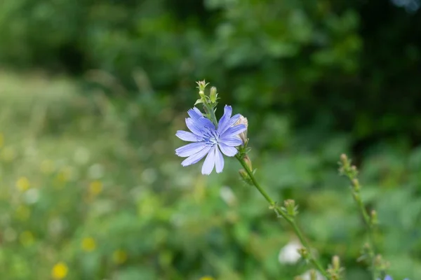 Vackra Blommor Trädgården Närbild Skott — Stockfoto