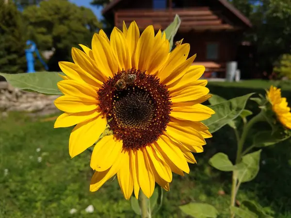 Girasol Campo Tiro Cerca — Foto de Stock