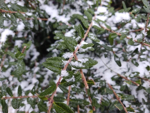 Winter nature covered by snow