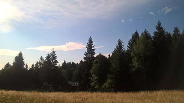 Magic Trees Forest Sunny Day Slovakia — Φωτογραφία Αρχείου