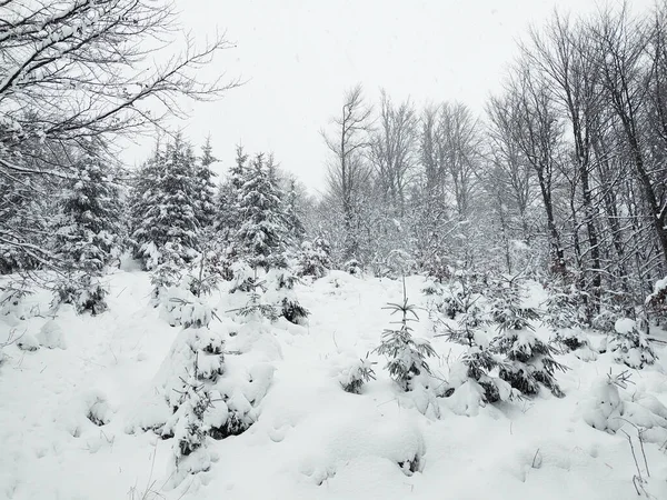 Hermoso Invierno Montaña Sendero Nevado Davos Suiza Alpes Suizos — Foto de Stock