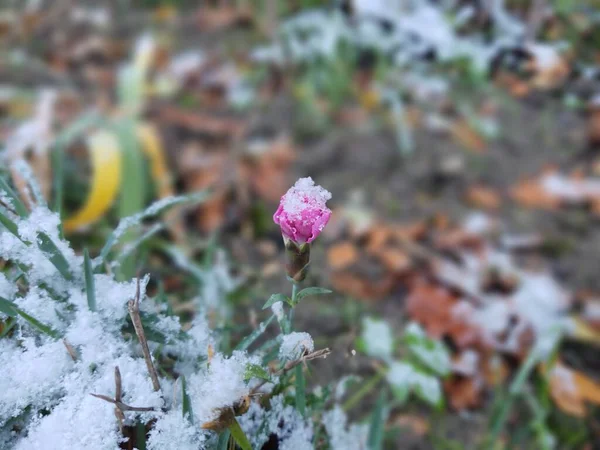 Zimowa Przyroda Pokryta Śniegiem — Zdjęcie stockowe