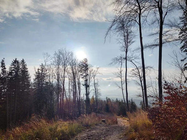 Árboles Bosque Durante Día Soleado Países Bajos — Foto de Stock