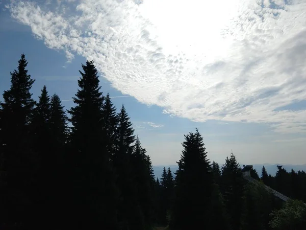 Arbres Sentiers Forêt Slovaquie — Photo