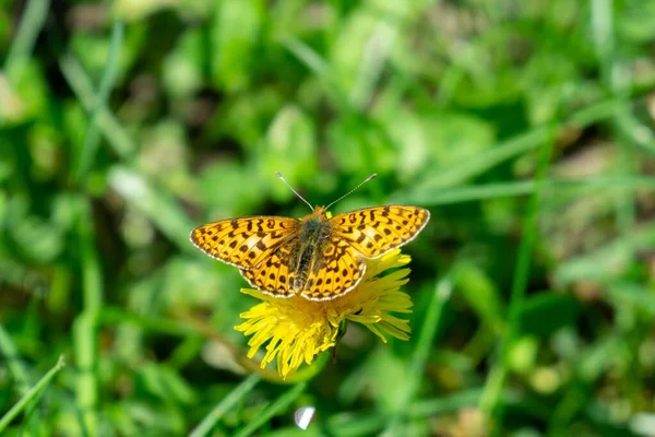 Papillon Sur Une Fleur Plan Rapproché — Photo