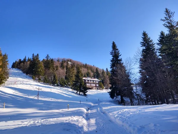 Bäume Schnee Tiefen Winter Slowakei — Stockfoto