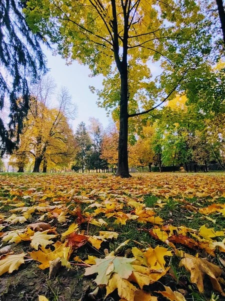 Крупный План Осенних Листьев Заднем Плане — стоковое фото