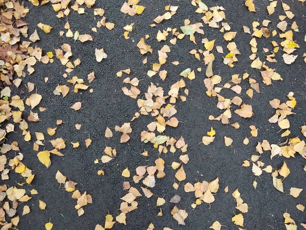 Primer Plano Otoño Hojas Sobre Fondo — Foto de Stock