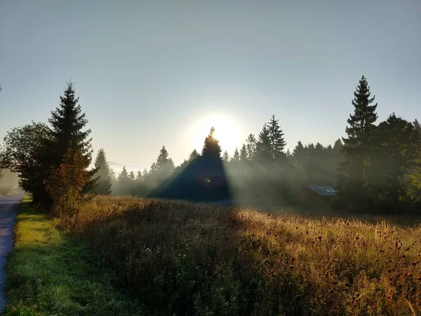 Jedle Lese Slovensko — Stock fotografie