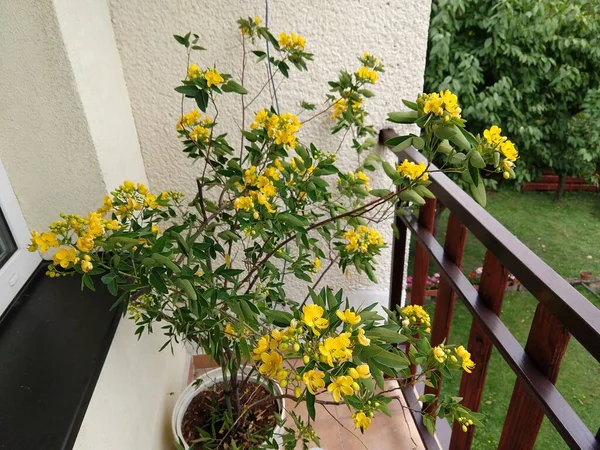 Piękne Żółte Kwiaty Balkonie — Zdjęcie stockowe