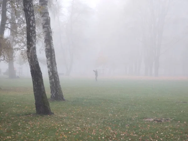 Mattina Nebbiosa Parco Con Alberi — Foto Stock