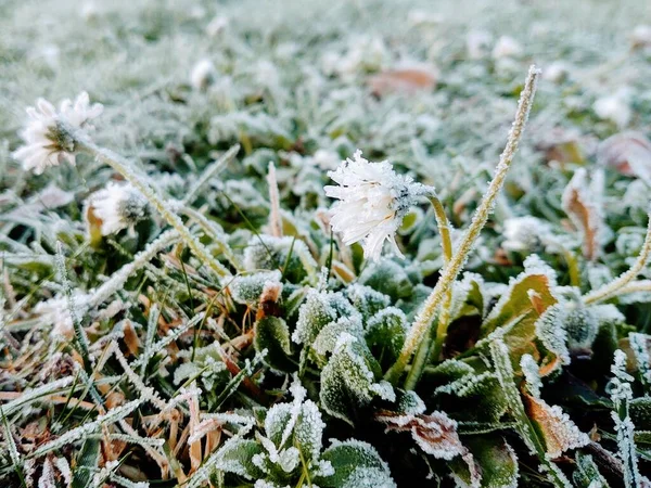 Natureza Inverno Coberta Por Neve — Fotografia de Stock