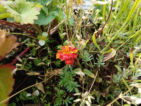 Verbazingwekkende Bloemen Herfst Thema Achtergrond — Stockfoto