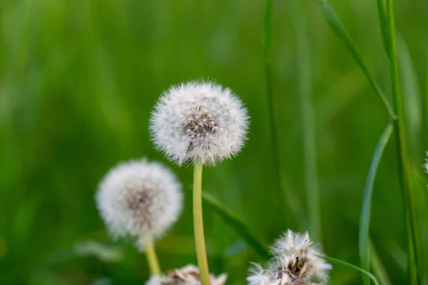 Pissenlit Dans Herbe Verte — Photo