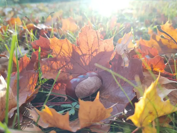 Gros Plan Automne Feuilles Sur Fond — Photo