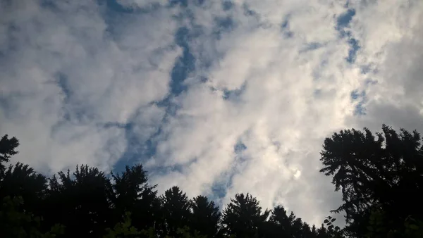 Magic Trees Forest Sunny Day Slovakia — Φωτογραφία Αρχείου