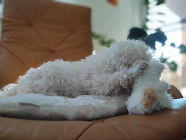 Portrait Petit Chien Blanc Maison — Photo