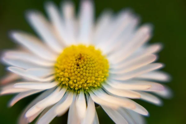 Blommande Blomma Naturen Bakgrund Närbild — Stockfoto