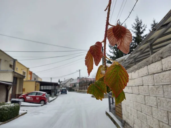 Winternatuur Bedekt Met Sneeuw — Stockfoto