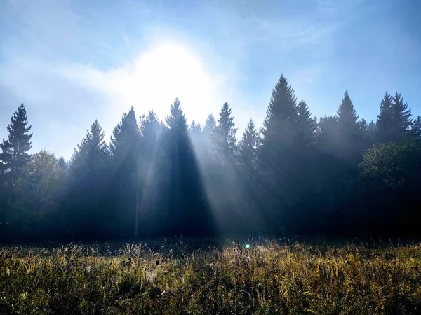 Árvores Outono Floresta Eslováquia — Fotografia de Stock