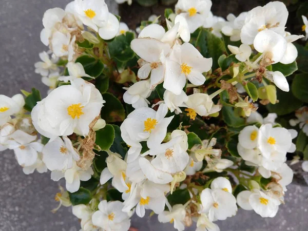 Vue Dessus Des Fleurs Fleurs Blanches — Photo