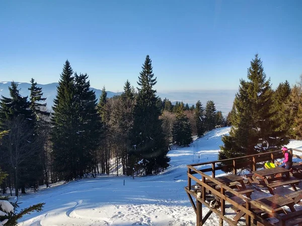 Alberi Nella Neve Durante Profondo Inverno Slovacchia — Foto Stock