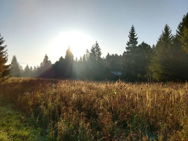 Jedle Lese Slovensko — Stock fotografie