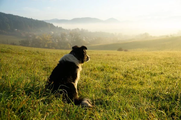 Beagle dog on meadow in  Slovakia