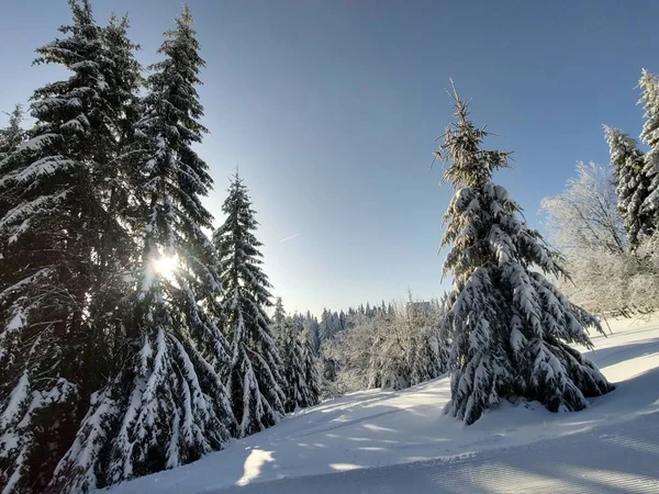 Alberi Nella Neve Durante Profondo Inverno Slovacchia — Foto Stock