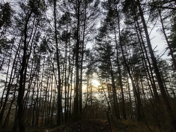 Árboles Bosque Durante Día Soleado Países Bajos — Foto de Stock