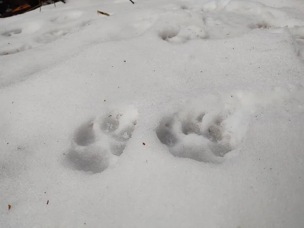 Animal Footprints Snow Background — Stock Photo, Image