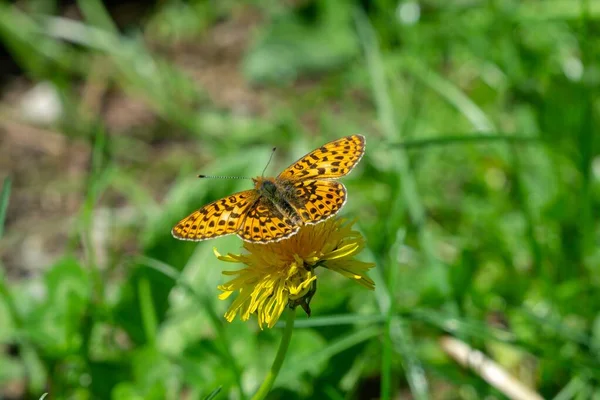 Papillon Sur Une Fleur Plan Rapproché — Photo