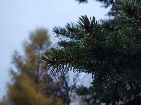 Träd Skogen Soliga Dagar Slovakien — Stockfoto