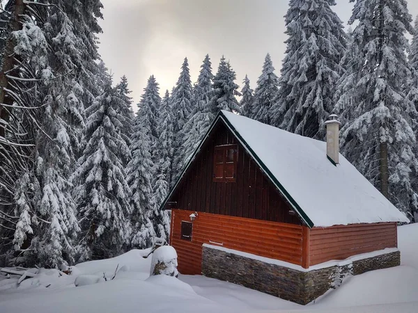 Bäume Schnee Tiefen Winter Slowakei — Stockfoto