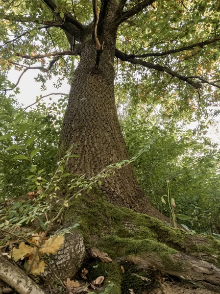 Árvores Verdes Dia Floresta Tiro Tempo — Fotografia de Stock